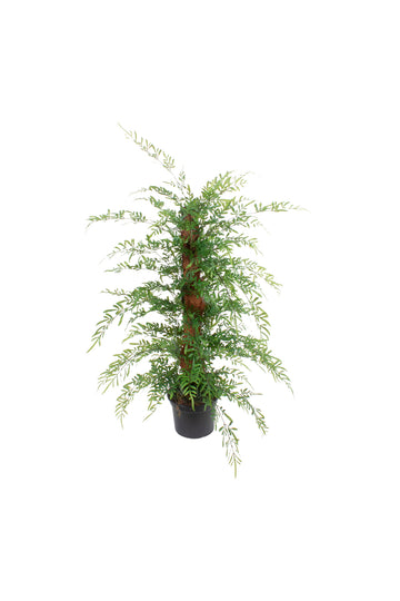 SAMAMBAIA TREPADEIRA C/ TUTOR EM VPP, 100CM Cod: A7382