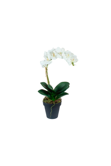 ORQ. PHALAENOPSIS EM POTE PVC, 36CM Cod: A7383
