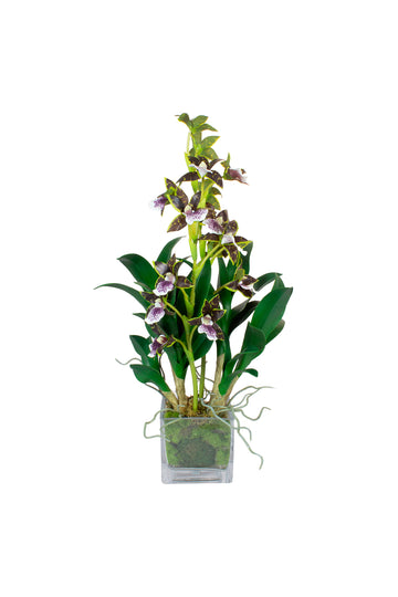 ORQ. DENDROBIUM X2 RX EM VIDRO CUBO 5OCM Cod: A7384