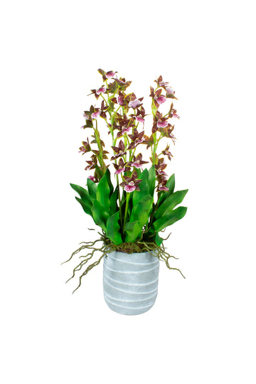 ORQ. DENDROBIUM X3 BD EM CER 68CM Cod: A7385