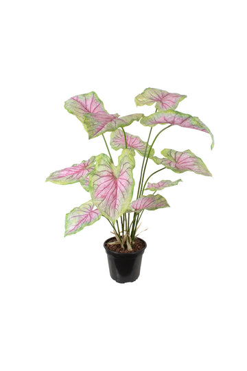 CALADIUM X4 VD/PK EM POTE PVC, 80CM Cod: A7387