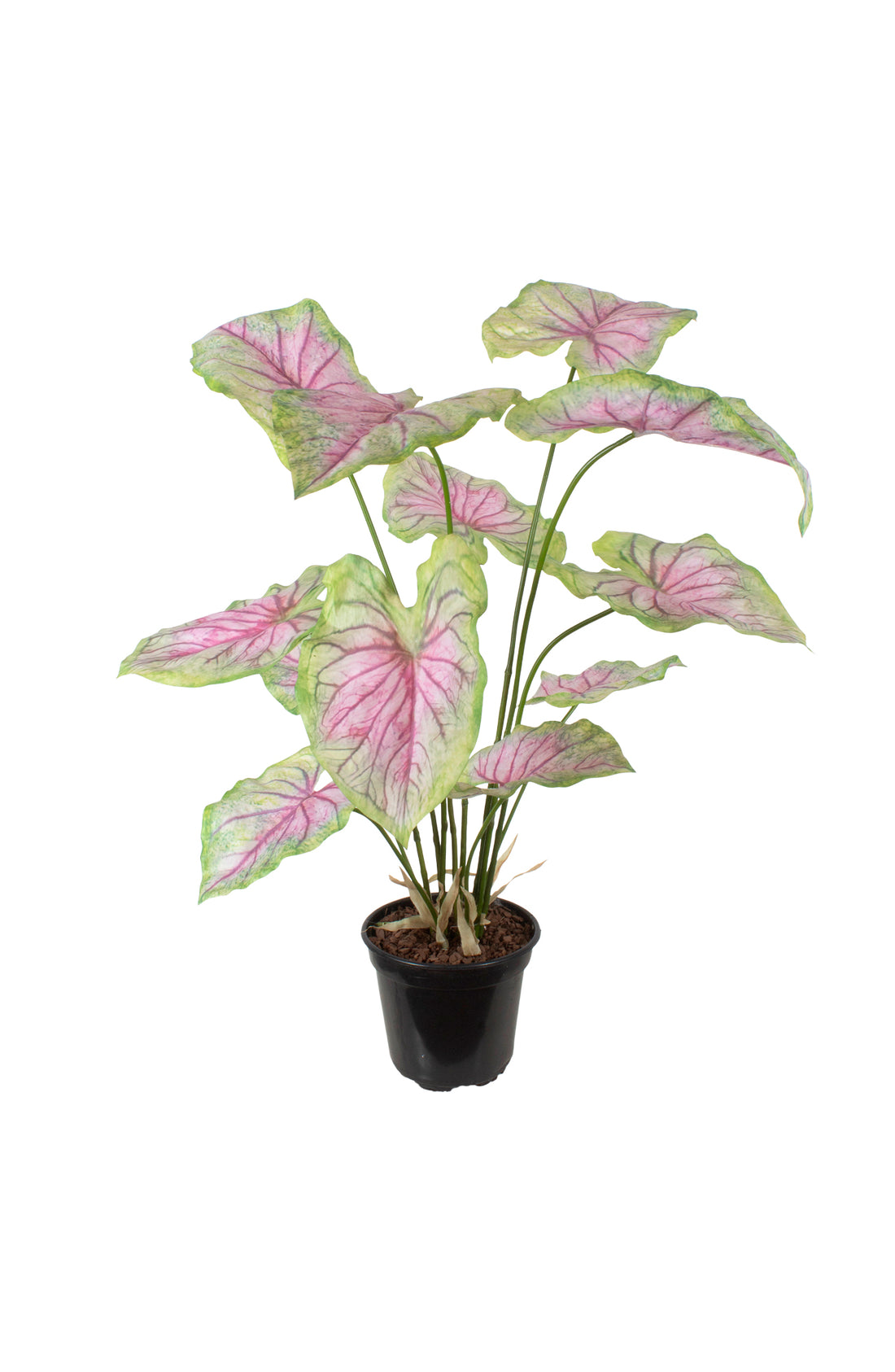 CALADIUM X4 VD/PK EM POTE PVC, 80CM Cod: A7387