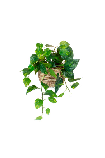 JIBOIA PENDENTE EM CACHEPOT, 57CM Cod: A7388