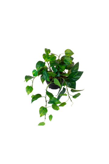 JIBOIA PENDENTE EM POTE PVC, 57CM Cod: A7388VPP