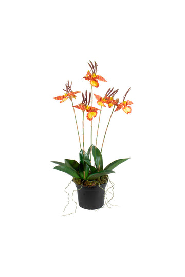ORQ. MARIPOSA X5 EM POTE PVC 87CM Cod: A7389