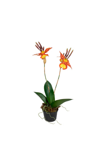 ORQ. MARIPOSA X2 EM POTE PVC 65CM Cod: A7390VPP