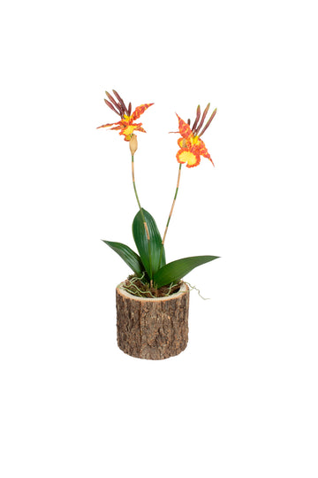 ORQ. MARIPOSA X2 EM CACHEPOT TRONCO 65CM Cod: A7390