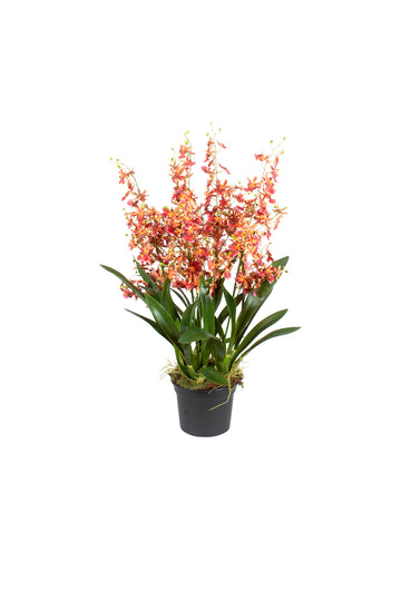 ORQ. ONCIDIUM VM/LA X5 EM POTE PVC,92CM Cod: A7391