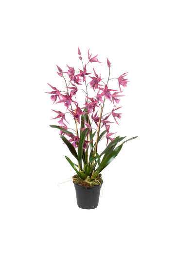ORQ. ONCIDIUM FU X3 EM POTE PVC, 95CM Cod: A7392