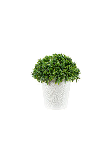 BUXINHO MINI AEONIUM, 22CM Cod: A7395