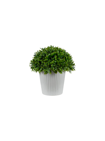 BUXINHO MINI AEONIUM, 14CM Cod: A7396
