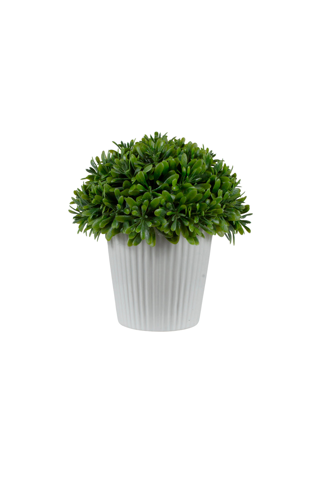 BUXINHO MINI AEONIUM, 14CM Cod: A7396