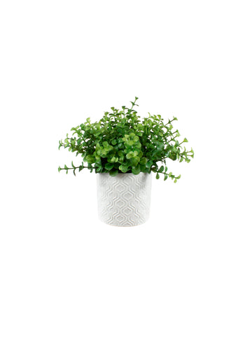 EUCALIPTO EM CER, 20CM Cod: A7397