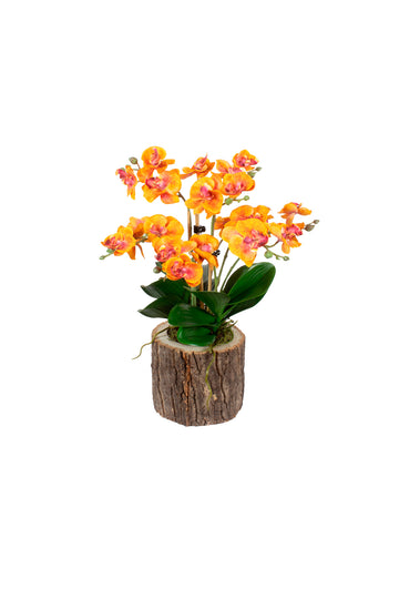 ORQ. PHALAENOPSIS LA EM CACHEPOT TRONCO, 35CM Cod: A7398