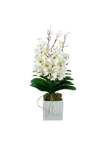 ORQ. VANDA X2 BR EM CER, 65CM Cod: A7399
