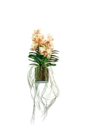 ORQ. VANDA X2 MM EM VIDRO CUBO, 72CM Cod: A7400
