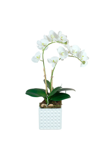 ORQ. PHALAENOPSIS X2 BR EM CER, 48CM Cod: A7405