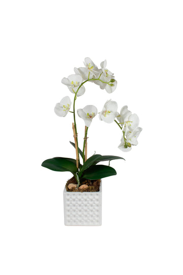 ORQ. PHALAENOPSIS X2 BR EM CER 48CM Cod: A7405