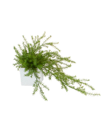 ASPARGO PENDENTE EM CER, 65CM Cod: A7406