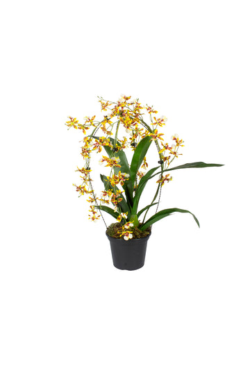 ORQ. ONCIDIUM AMBD, 53CM Cod: A7418