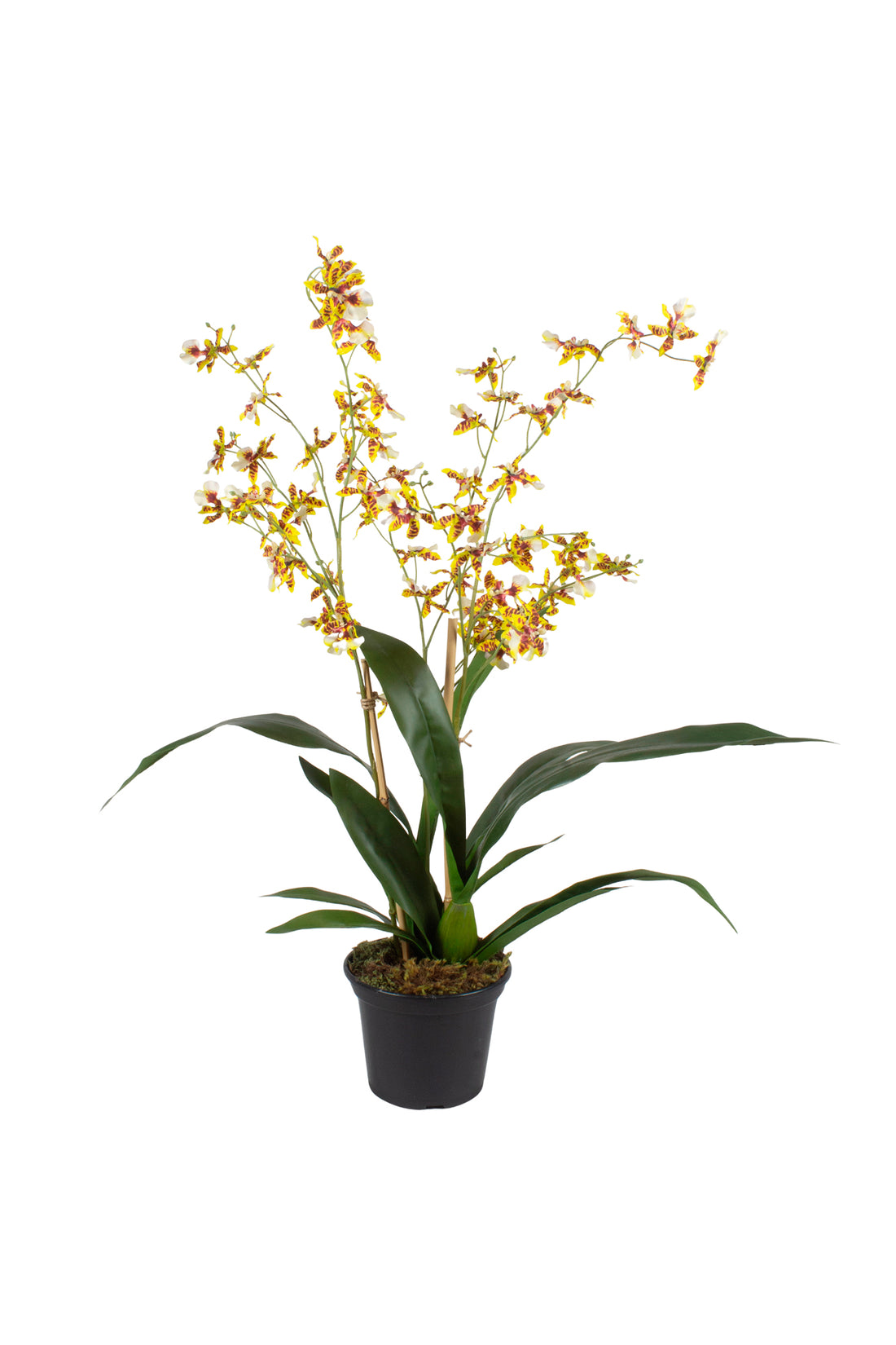 ORQ. ONCIDIUM AMBD 68CM Cod: A7418