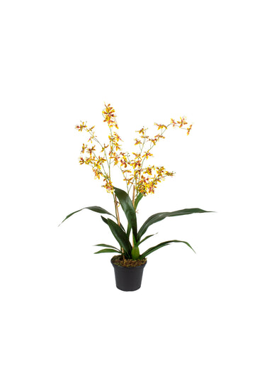 ORQ. ONCIDIUM AMBD 68CM Cod: A7418