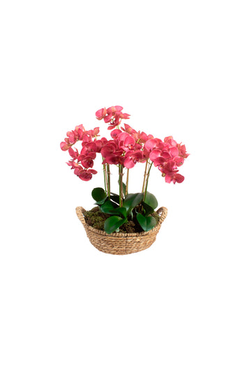 ORQ. PHALAENOPSIS FU EM CESTO, 55CM Cod: A7420
