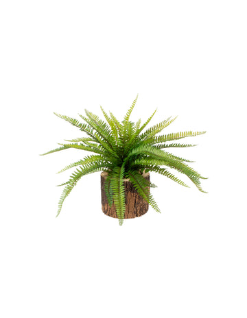 SAMAMBAIA X2 EM CACHEPOT TRONCO, 60CM Cod: A7423