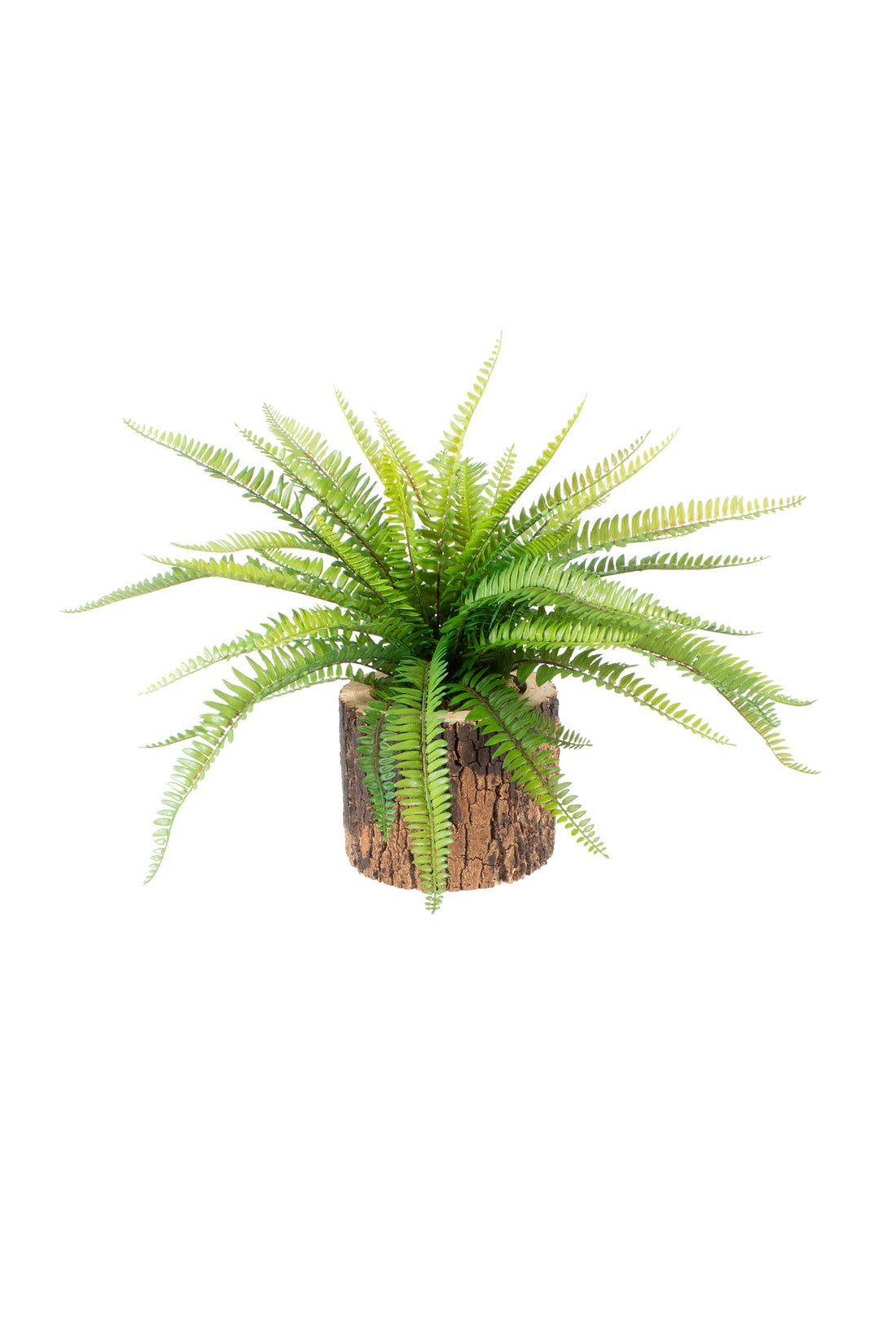 SAMAMBAIA X2 EM CACHEPOT TRONCO, 60CM Cod: A7423