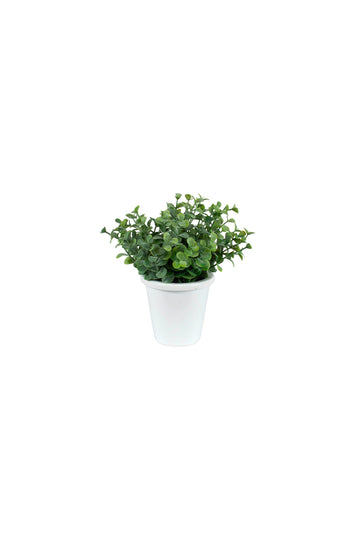 EUCALIPTOS EM VASINHO, 15CM Cod: A7424