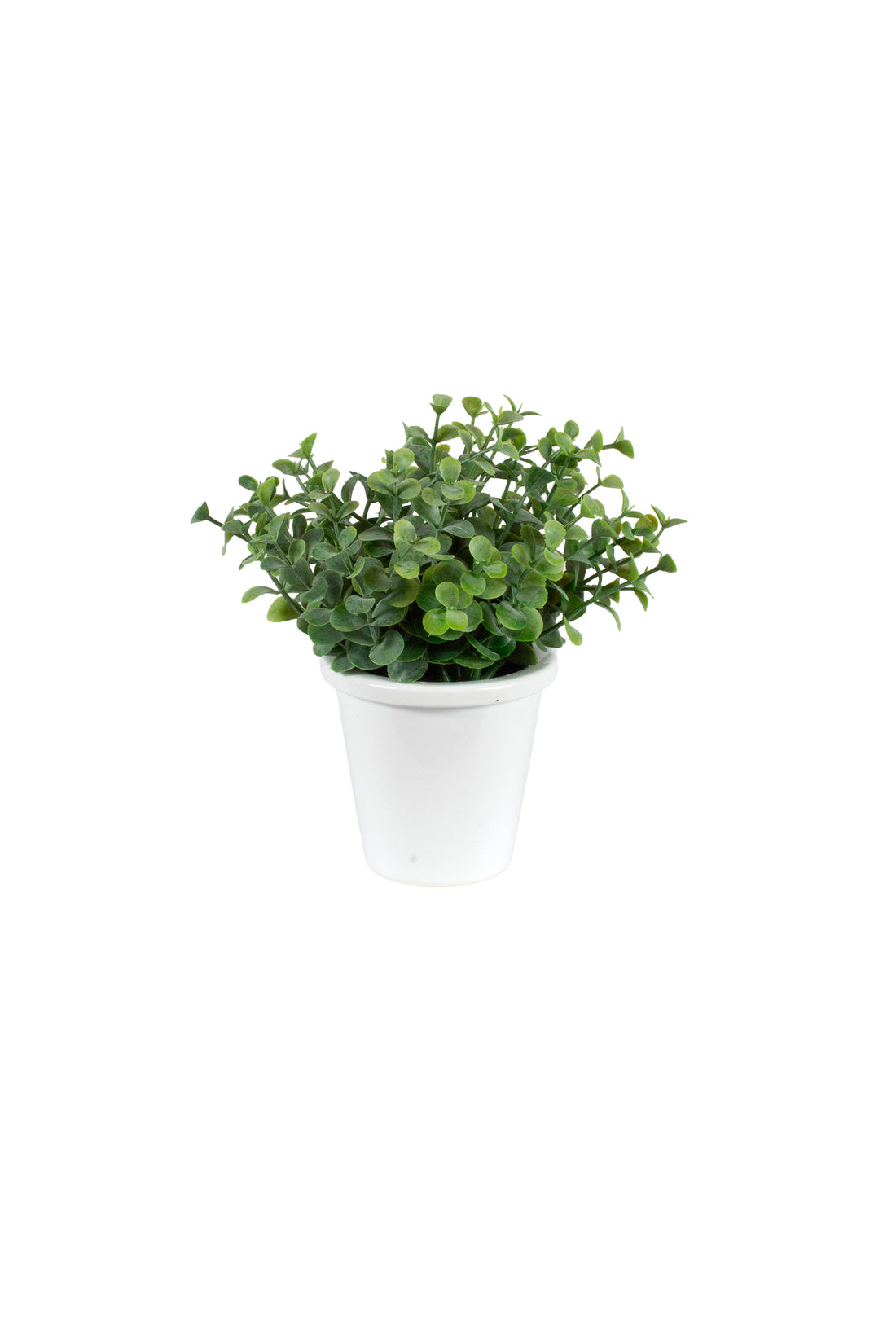 EUCALIPTOS EM VASINHO, 15CM Cod: A7424