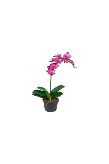 ORQ. PHALAENOPSIS FU EM VPP, 35CM Cod: A7430