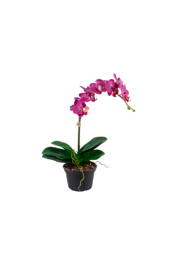 ORQ. PHALAENOPSIS FU EM VPP, 35CM Cod: A7430FU