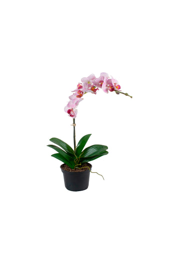 ORQ. PHALAENOPSIS LS EM VPP, 35CM Cod: A7430LS