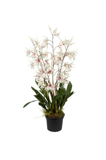 ORQ. ONCIDIUM BR EM POTE PVC, 105CM Cod: A7434VPP