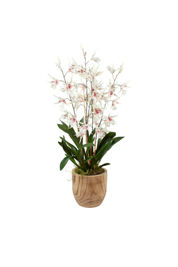 ORQ.ONCIDIUM BR EM CACHEPOT, 107CM Cod: A7434