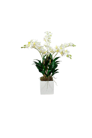 ORQ. DENDROBIUM BR EM CER, 70CM Cod: A7435
