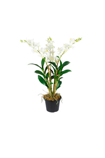 ORQ. DENDROBIUM BR EM POTE PVC, 57CM Cod: A7436
