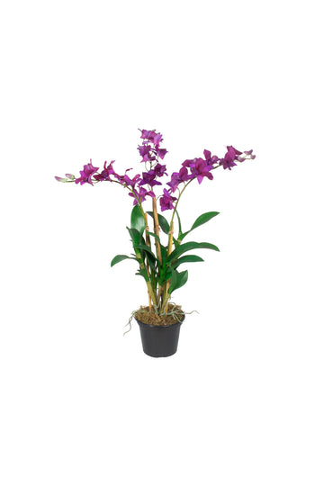 ORQ. DENDROBIUM FU EM POTE PVC, 57CM Cod: A7436FU