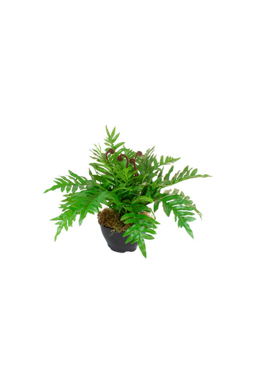 SAMAMBAIA JAMAICA X2 EM POTE PVC, 40CM Cod: A7438VPP