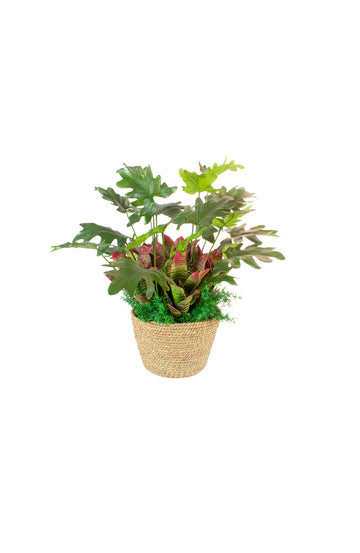 FILODENDRO E BROMELIAS EM CESTO, 60CM Cod: A7445