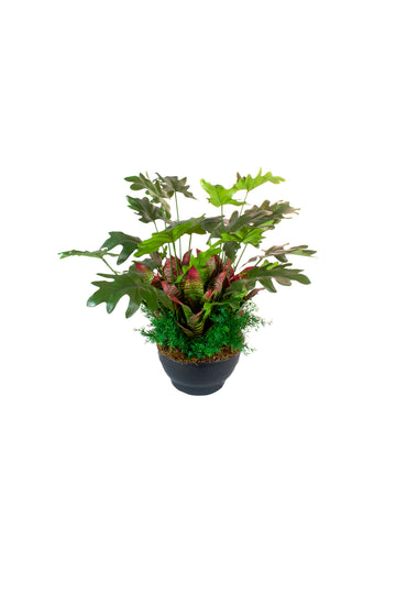 FILODENDRO E BROMELIAS EM VPP, 60CM Cod: A7445VPP