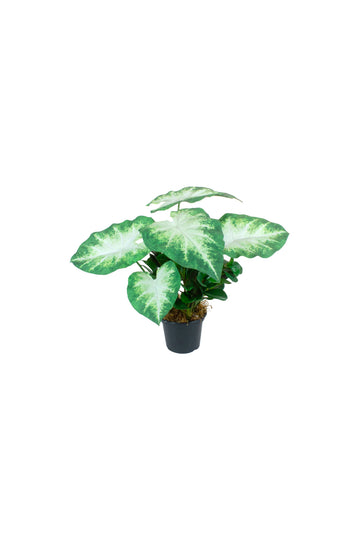 CALADIUM E PEPERÔMIA EM POTE PVC, 44CM Cod: A7450