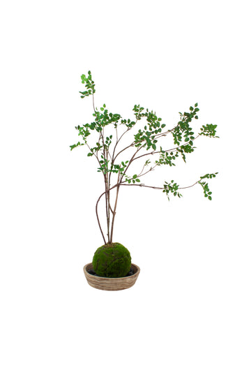 KOKEDAMA EM PEÇA DE MADEIRA, 115CM Cod: A7451