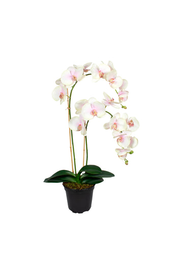 ORQ. PHALAENOPSIS RO EM POTE PVC, 75CM Cod: A7452