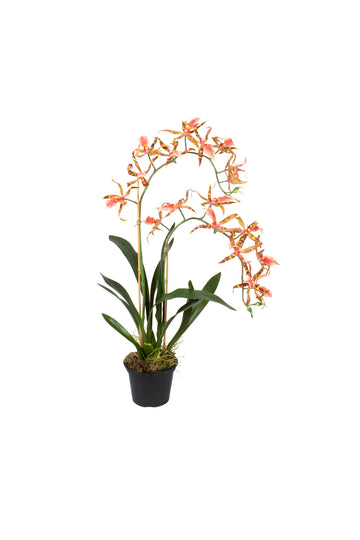 ORQ. SPIDER CO EM POTE PVC, 75CM Cod: A7453CO