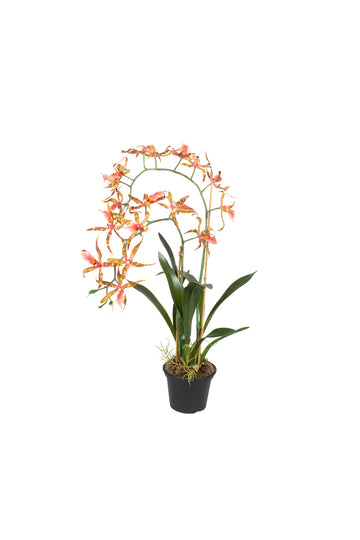 ORQ. SPIDER CO EM POTE PVC 75CM Cod: A7453CO