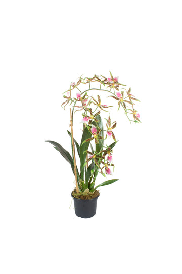 ORQ. SPIDER VP EM POTE PVC 75CM Cod: A7453VP