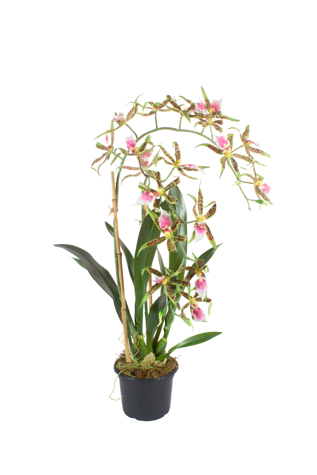 ORQ. SPIDER VP EM POTE PVC 75CM Cod: A7453VP