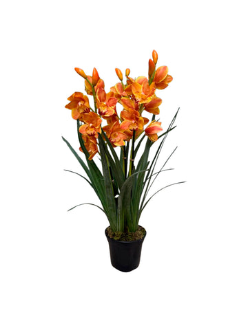 ORQ. CYMBIDIUM TE X3 EM POTE PVC, 80CM Cod: A7455